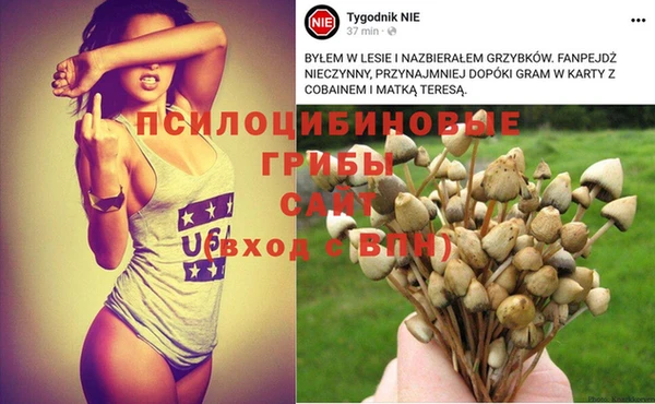 шишки Алзамай